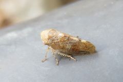 ハトムネヨコバイの一種