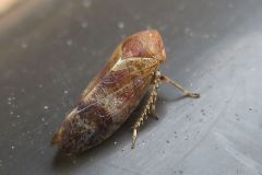 ハトムネヨコバイの一種