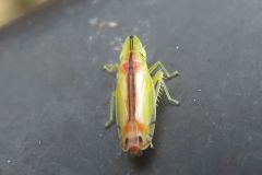 クロスジホソサジヨコバイ