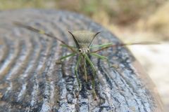 ミナミトゲヘリカメムシ