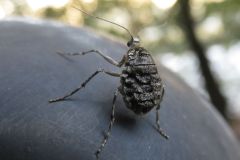 シロオビフユシャク？