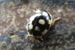 ウスキホシテントウ