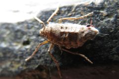 フユシャクの一種
