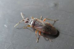 ハナカメムシの一種？