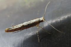 ホソガの一種