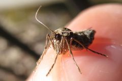フユシャクの一種