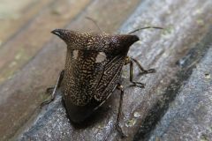 ウシカメムシ