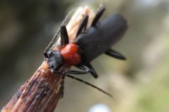 クビアカジョウカイ