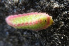 ベニシジミの幼虫
