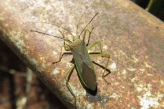 ミナミトゲヘリカメムシ