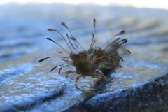 ニジオビベニアツバの幼虫