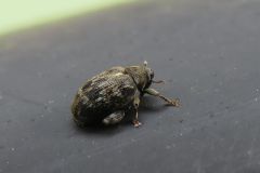 キンケノミゾウムシ