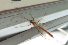 ヒメバチの一種