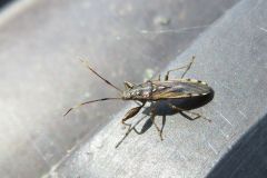 ヒゲナガカメムシ