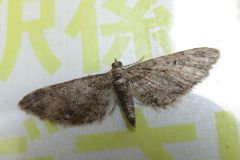 マエナミカバナミシャク