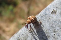 オオミスジマルゾウムシ