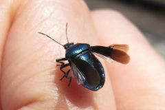 ルリクチブトカメムシ