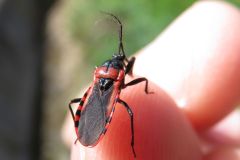 アカシマサシガメ