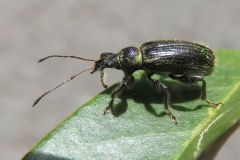 ケブカトゲアシヒゲボソゾウムシ