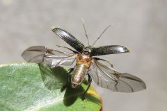 ケブカトゲアシヒゲボソゾウムシ