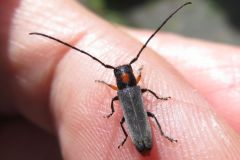 キクスイカミキリ