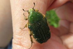 ナミハナムグリ