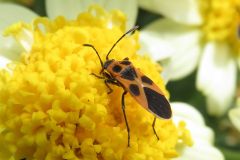 ヒメジュウジナガカメムシ