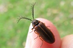 ヒゲナガハナノミ