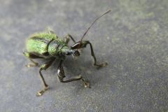 ケブカトゲアシヒゲボソゾウムシ