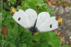 ツマキチョウ