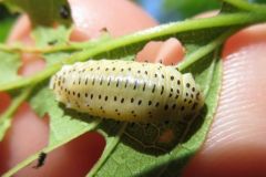 エノキハムシの幼虫