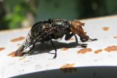 ハマダラヒロクチバエ