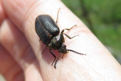 ヒゲナガハナノミ