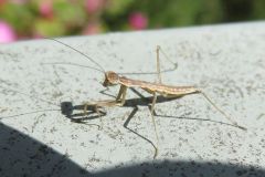 カマキリの幼虫