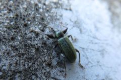 ケブカトゲアシヒゲボソゾウムシ