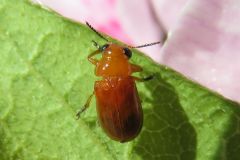 キイロナガツツハムシ
