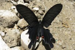クロアゲハ