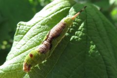 クロスジカギバの幼虫