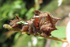 ホシミスジの幼虫