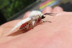 アカハラゴマダラヒトリ