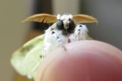 アカヒゲドクガ