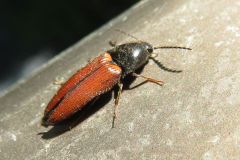 アカコメツキ