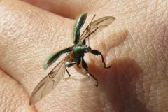 ケブカトゲアシヒゲボソゾウムシ