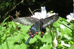 ミヤマカラスアゲハ