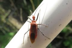 アカサシガメ