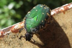 コアオハナムグリ