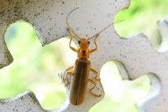 セボシジョウカイ