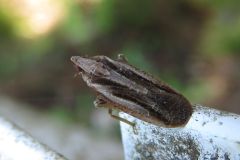 スジコガシラウンカ