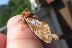 ウスイロギンモンシャチホコ