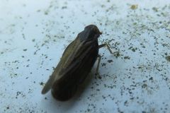 ヒシウンカの一種